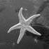 fam in SF - aquarium - starfish.jpg